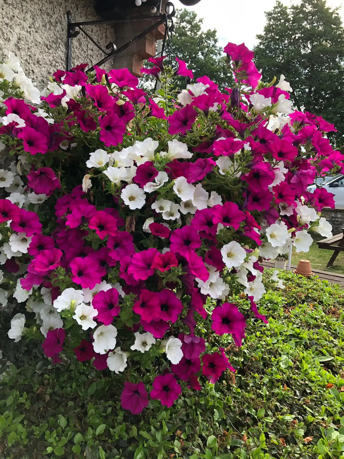 Hanging Basket