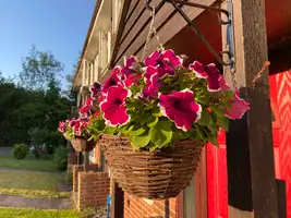 Plants & Hanging Baskets