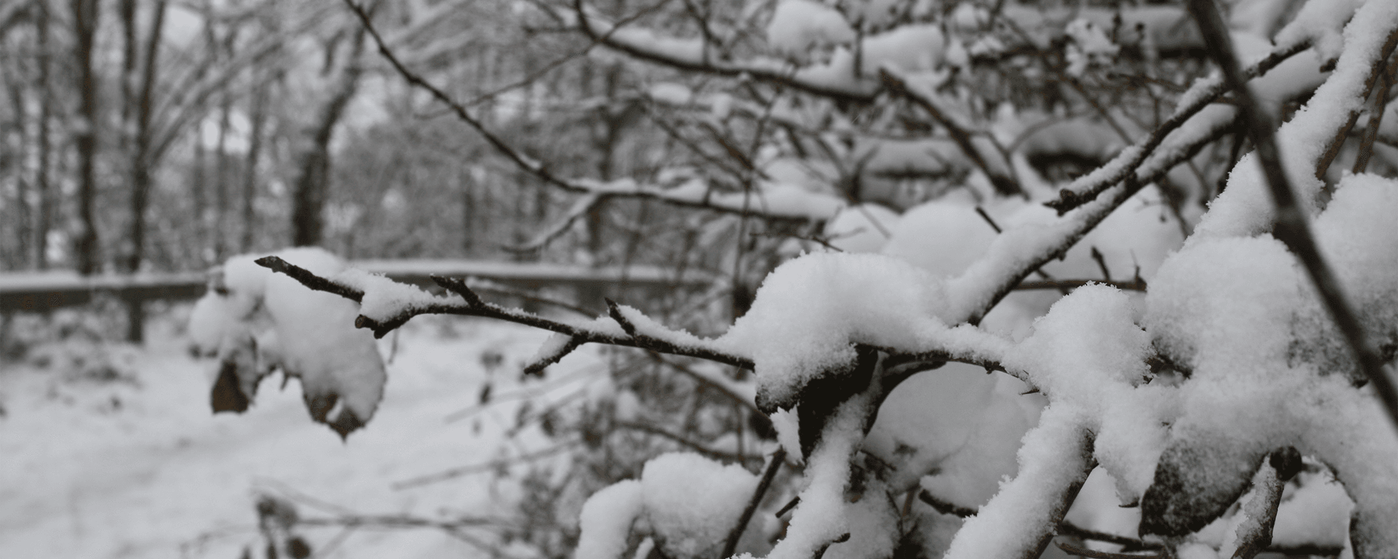 Snow on trees and a path in winter