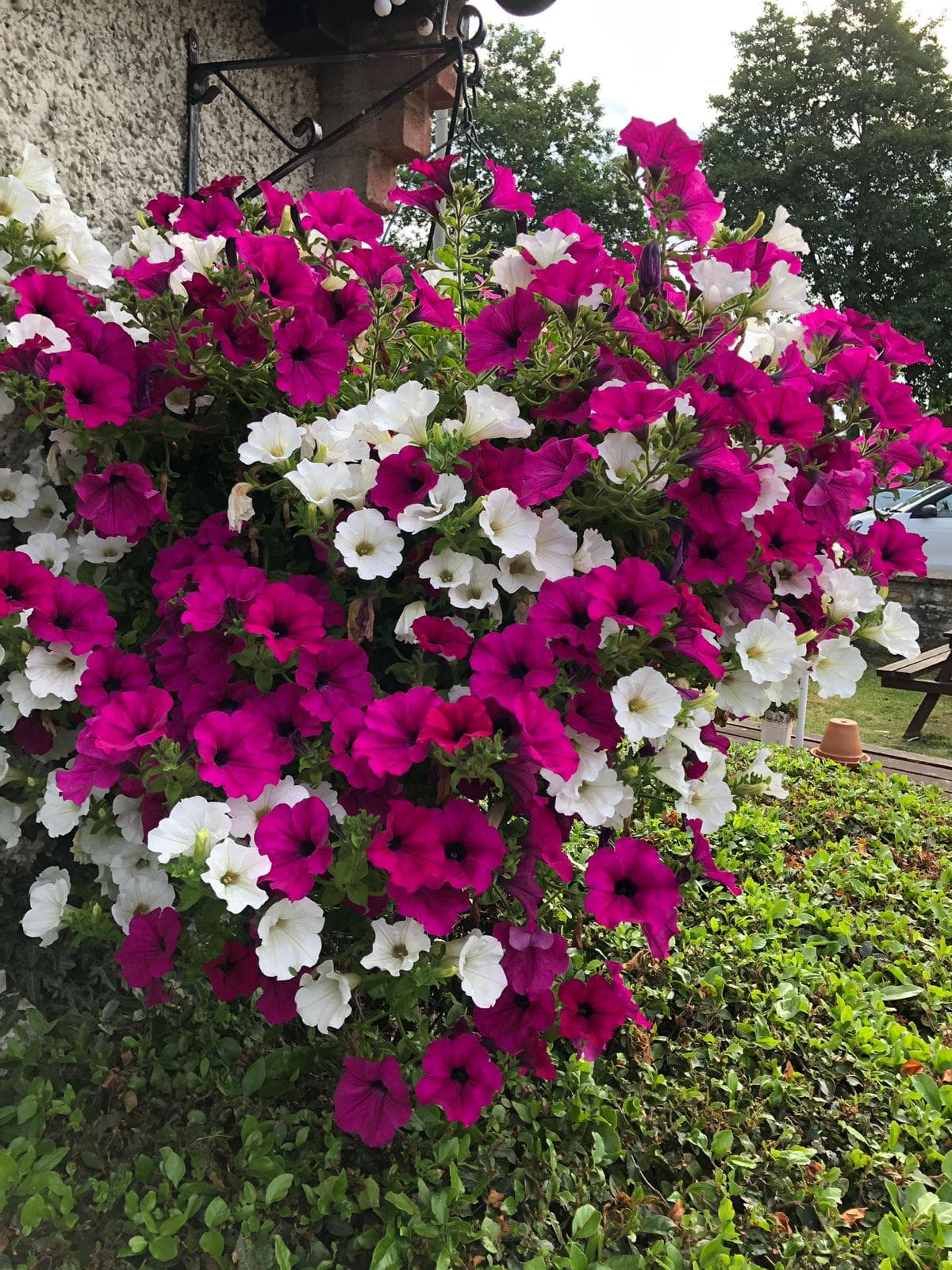 Hanging Basket